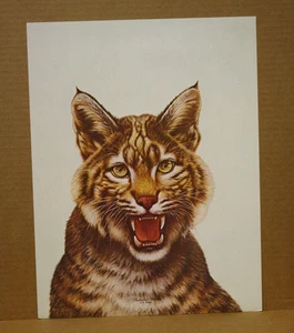 Kentucky Wildcat CW Vittitow Wildlife Ky Artist University of Ky UK Maskottchen  - Bild 1 von 6