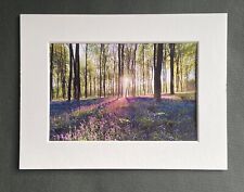 Blickling Wood Norfolk - Photographic Print with White Photo Mount or NO Mount
