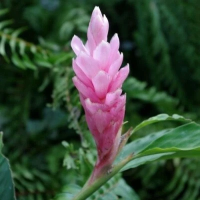 🌺🌺 Arabic Ginger Alpinia purpurata flower-plant root rhizome fast grow GR3-4OZ - Image 1 of 4