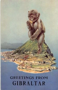 Gibraltar - Greetings from - Apes - Publ. The Rock Photographic Studio - Picture 1 of 2