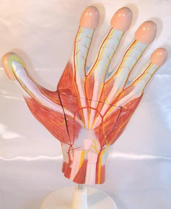 Menschliche Handzerlegung Medizinisch Anatomisch Lehrmodell Menschliche Anatomie Neu - Bild 1 von 3