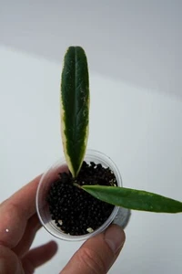 Hoya Sulawesiana Albomarginata (2 węzły, rosnące) - Zdjęcie 1 z 4