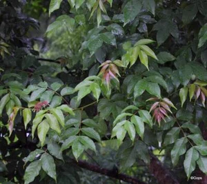 Lannea coromandelica INDIAN ASH TREE - EXOTIC SEEDS! - Picture 1 of 1