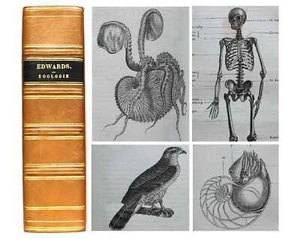 1854 Antique Zoology Book Illustrated 504 Engravings Wildlife Animals Science - Picture 1 of 10
