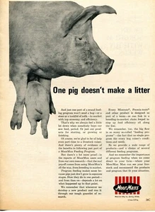 1968 Print Ad of MoorMan's Pig Farm Feed one pig doesn't make a litter - Picture 1 of 2