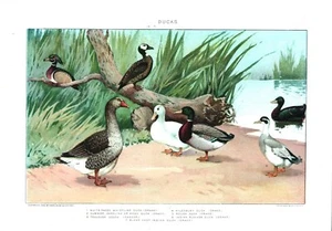 Um 1900 verschiedene Enten FARBE CHROMOLITHOGRAPH 7"" x 10"" PR - Bild 1 von 2