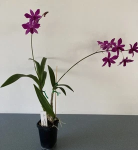 Orchid. Dendrobium Warringah 'Manly'. (bigibbum X speciosum) Native Hybrid. - Picture 1 of 8