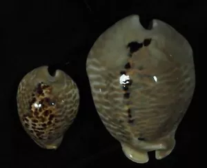 CYPRAEA MUS BICORNIS COPPIA ECCEZIONALE - Foto 1 di 2