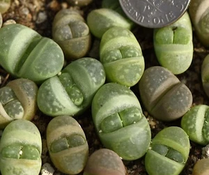 Plant -one- Lithops herrei ×L.optica - Picture 1 of 3