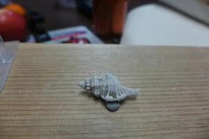 GEOLOGICAL ENTERPRISES Pliocene fossil gastropod, shell, Charonia sp. Italy - Picture 1 of 5