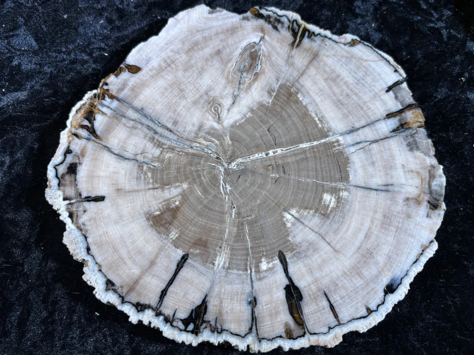 Polished PHOSPHORESCENT Petrified Wood Elm Woodville, Texas 7.75”x7.5” Oligocene - Image 1 of 1