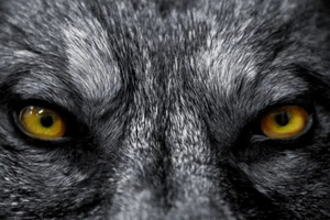 Photo Wallpaper Wolf Wolf Eyes Eyes - Paste Wallpaper or Self Adhesive Wallpaper - Picture 1 of 2