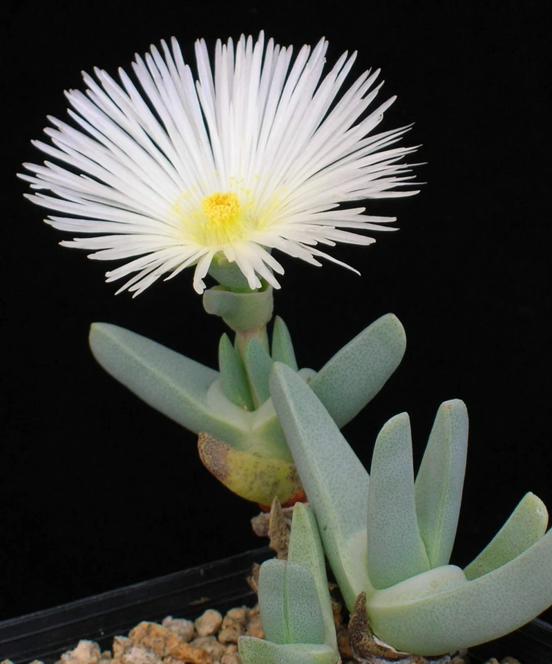 Cheiridopsis Acuminata, pedras vivas mesembs raras semente de cacto exótico 50 SEMENTES - Imagem 1 de 1