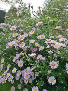 5 lavender blue Aster Symphyotrichum bare roots, bushy perennial - Picture 1 of 2