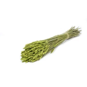 Getrockneter Bündel gefärbter Tarwe Weizen 60 cm/24 Zoll grün - Bild 1 von 2