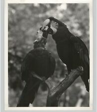 EXOTIC BIRDS Pair of PARROTS Interlock Beaks on Branch ANIMALS 1950s Press Photo