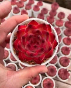 #sold out# Fire Pillar 5cm diameter Echeveria Pulidonis X agavoides succulent - Picture 1 of 9
