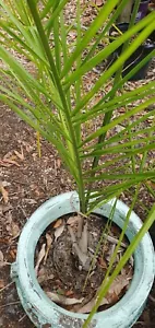 Queen Palm Live Tree - Picture 1 of 5