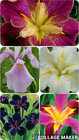 Mixed Iris Value Pack - Pond Plants water lilies aquatic plants ponds lily koi