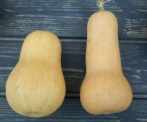 ☺10 graines de courge butternut - Foto 1 di 1