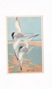 1939 COMMON TERN WILDLIFE POSTCARD ~ F. JACQUES ARTIST SIGNED NATIONAL WILDLIFE - Picture 1 of 2