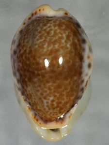 cypraea  acicularis sanctahelenae bonapartei rare - Picture 1 of 2
