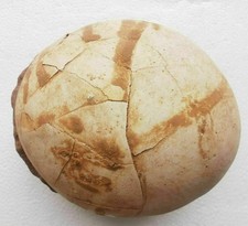 Segnosaur Dinosaur Egg Fossilized Crystallized Fossil Jurassic Cretaceous World