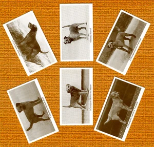 BORDER TERRIER SET OF SIX NAMED DOG COLLECTABLE TRADE CARDS GREAT GIFT - Picture 1 of 1