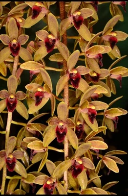 Orchid Hybrid Cymbidium Sweet Devon 'Sweet' Foto 1 de 4