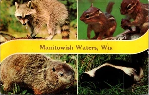 Postal Macoon Ardilla Mofeta Marmota Aguas Manitowisconsin - Imagen 1 de 2