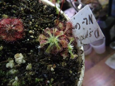 Semillas de plantas carnívoras Drosera spatulata "Ahipara Gumfields, NZ", rocío solar raro Foto 1 de 2