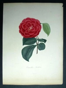 LE CAMÉLIA CAMELLIA LEODORA Lithographie gravure Oudet, Berlese 1840 - Picture 1 of 2