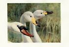 Mute, Whooper & Bewick Swan - 1913 Antique Bird Print by G.E.Collins Great Gift