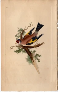 Estampe ancienne DONOVAN 1820, chardonneret 103, histoire naturelle des oiseaux britanniques - Photo 1/3