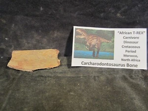 Dinosaurs Bones Carcharodontosaurus Bone African T-Rex Morocco, North Africa - Picture 1 of 8