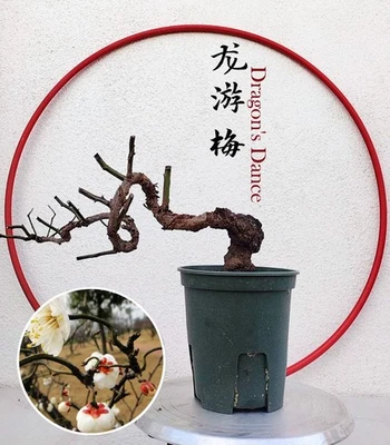Prunus mume 'Longyou' Bonsai Dragon's Dance Japanese Apricot Bare root shipping - Image 1 of 4