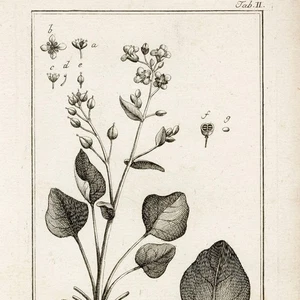 1796 ZORN ICONES PLANTARUM Botanical Engraving Tab. II Cochlearia Officinalis - Picture 1 of 5