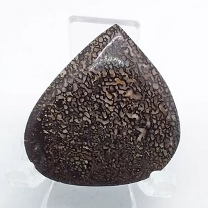 Dinosaur Gembone, cabochon, gemstone, mineral,rock,semi-precious,dino bone,#C-78 - Picture 1 of 6