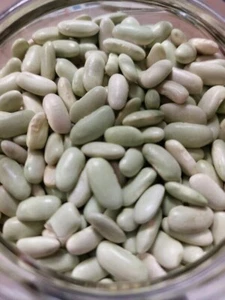 Galician Verdina Beans - Alubia Verdina - 5+ seeds - Samen - H 132 - Picture 1 of 1