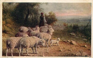 AK Rinder Schafe Herde Hirte 1908 unbespielt - Bild 1 von 2