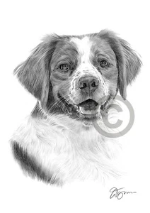 Brittany Spaniel dog artwork | pencil drawing art print A4/A3 signed by artist - Picture 1 of 1