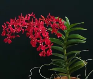 Renanthera philippinense! Nowy ! - Zdjęcie 1 z 5