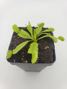 Venus flytrap (Dionaea muscipula) 'Triton' - Picture 1 of 3