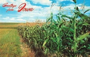 Saluti dall'Iowa Cornfield Fotografia Foto Cartolina d'epoca - Foto 1 di 2