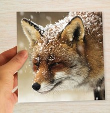 Fox Christmas Card & Packs Winter Red Fox in the Snow Xmas Cards wildlife nature