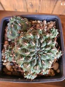 Sulcorebutia Frankiana - Imagen 1 de 7
