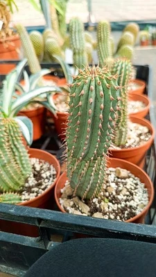 hoodia gordonii succulente cactus piante grasse caudex