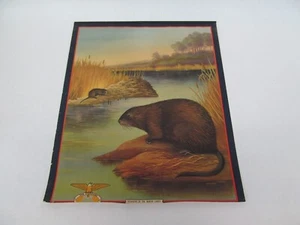 Maas & Steffen Fur House Calendario Antiguo Parte Superior Publicidad Atrapa Muscrata 1942 - Imagen 1 de 3