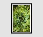 A2 Nature Macro Photography Poster Picture Print Wall Art - by Lucas Gillon