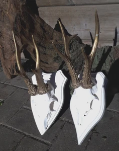 2x ca 30cm präparat Geweih Bockgeweih Reh Rotwild jagd trophäe WEIß GOLD - Bild 1 von 4